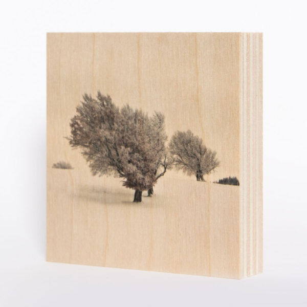 Wetterbuchen Schauinsland (Schwarzwald) [10] | Holzbild<br>10 x 10 x 1,9 cm (BxHxT)
