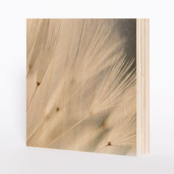 Pusteblumen [11] | Holzbild<br>10 x 10 x 1,9 cm (BxHxT)
