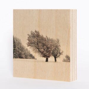 Wetterbuchen Schauinsland (Schwarzwald) [2] – Holzbild 10 x 10 x 1,9 cm (BxHxT)