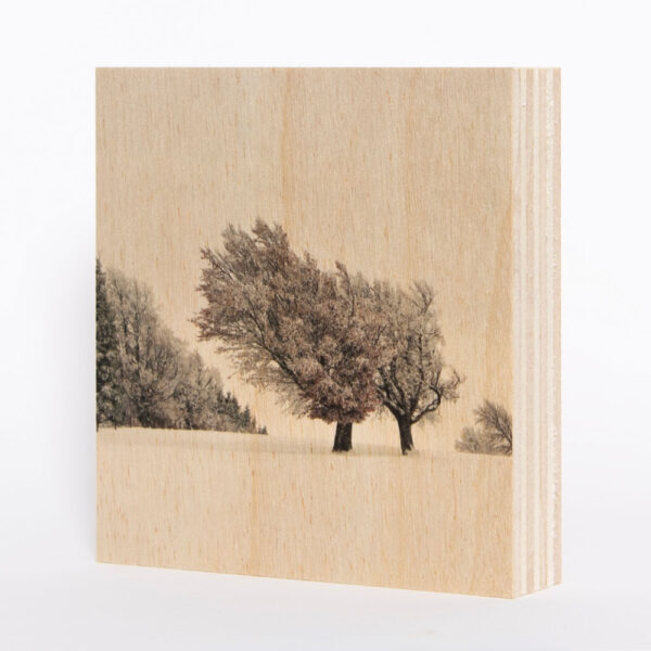 Wetterbuchen Schauinsland (Schwarzwald) [2] | Holzbild<br>10 x 10 x 1,9 cm (BxHxT)