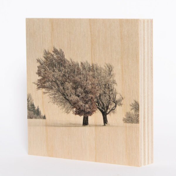 Wetterbuchen Schauinsland (Schwarzwald) [3] | Holzbild<br>10 x 10 x 1,9 cm (BxHxT)