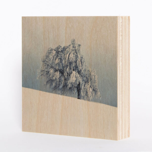 Wetterbuche Schauinsland (Schwarzwald) [4] | Holzbild<br>10 x 10 x 1,9 cm (BxHxT)