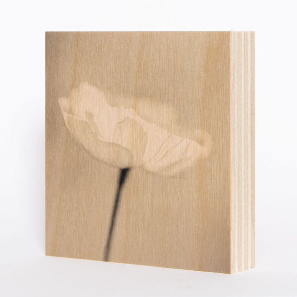Weiße Blüte [8] | Holzbild<br>10 x 10 x 1,9 cm (BxHxT)