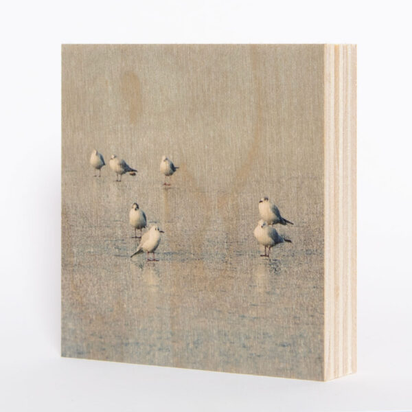Möwen am Wasser [9] | Holzbild<br>10 x 10 x 1,9 cm (BxHxT)